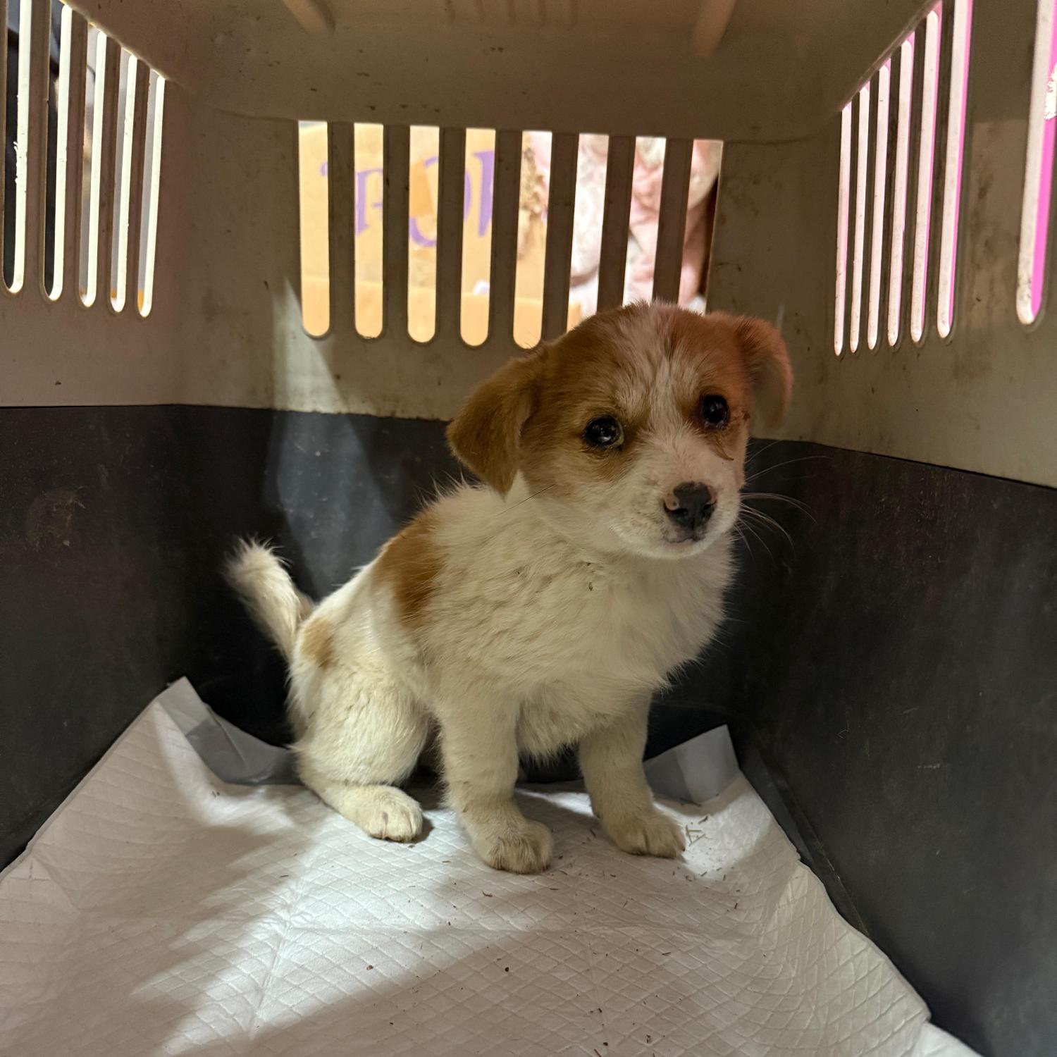 보호중 믹스견의 가…